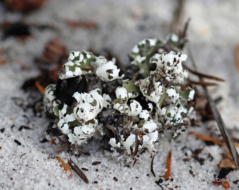 Prostrate Cup Lichen photo 4