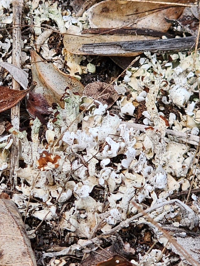 Prostrate Cup Lichen photo 5