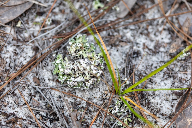 Prostrate Cup Lichen photo 6