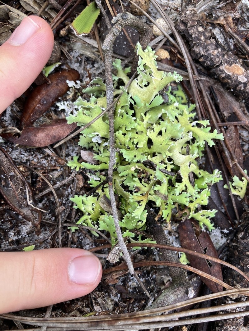 Prostrate Cup Lichen photo 7