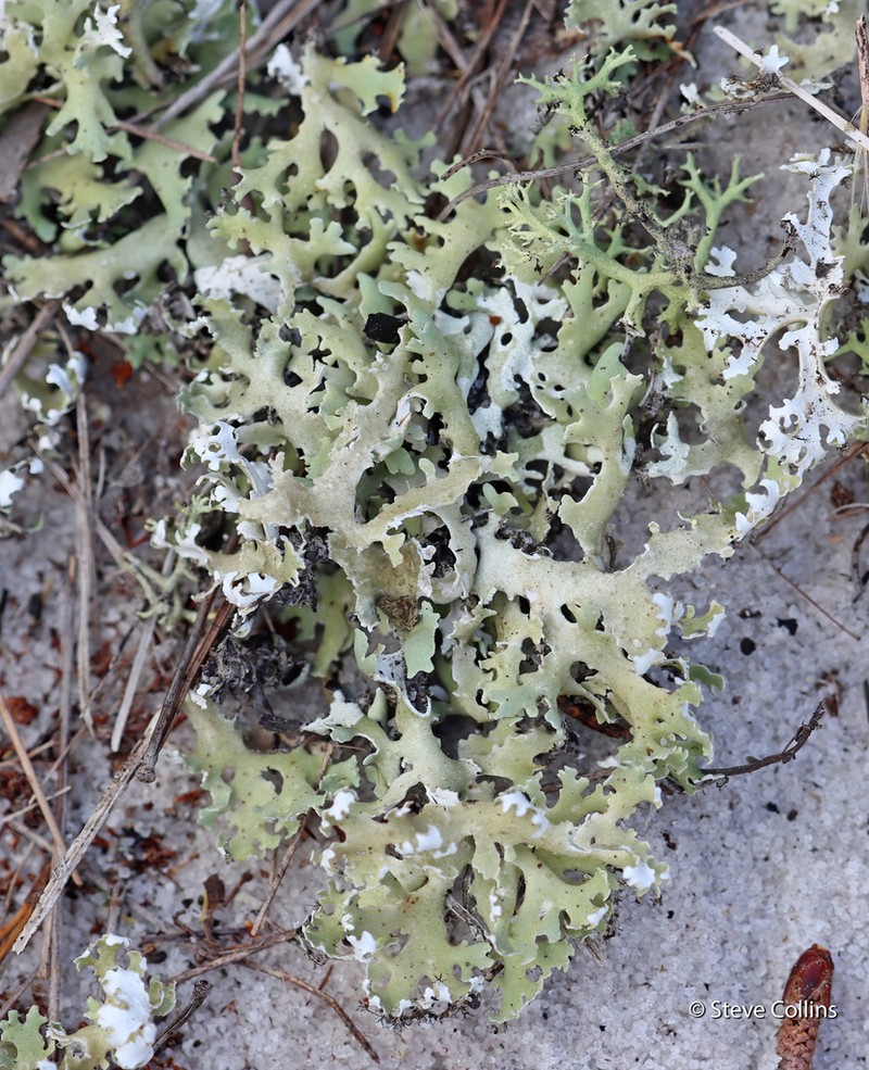 Prostrate Cup Lichen photo 8