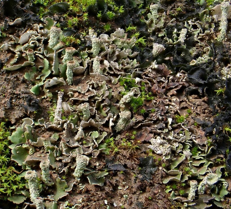 Cladonia pulvinella