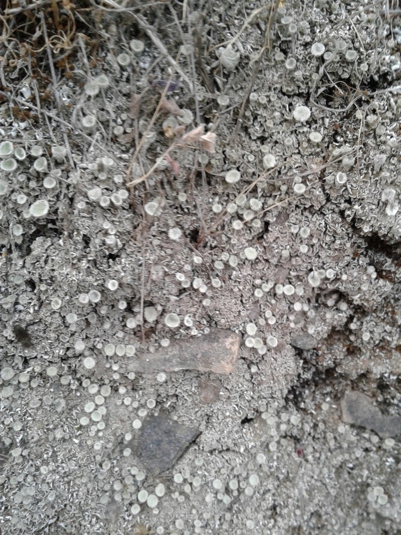 Cladonia pulvinella photo 3