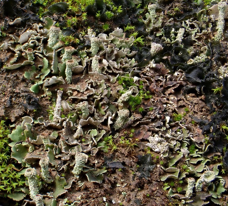Cladonia pulvinella photo 4