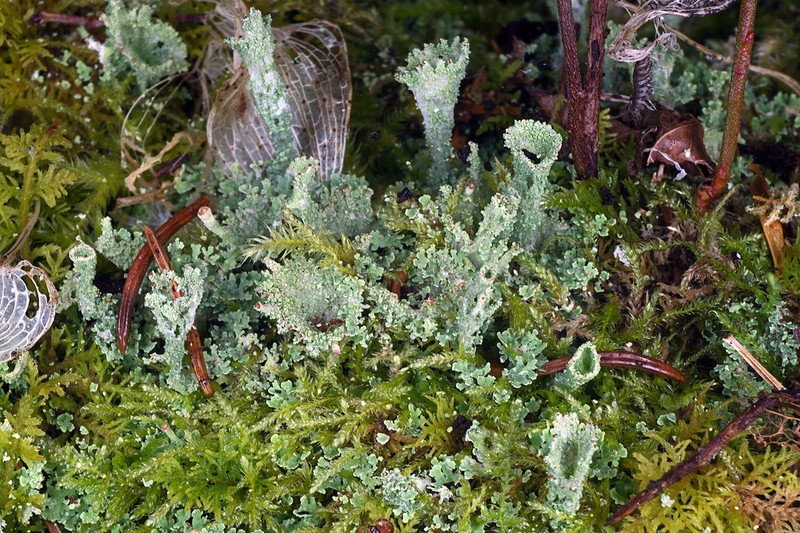 Cup Lichen