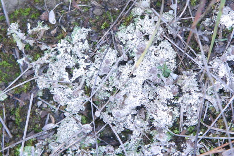 Cup Lichen photo 2