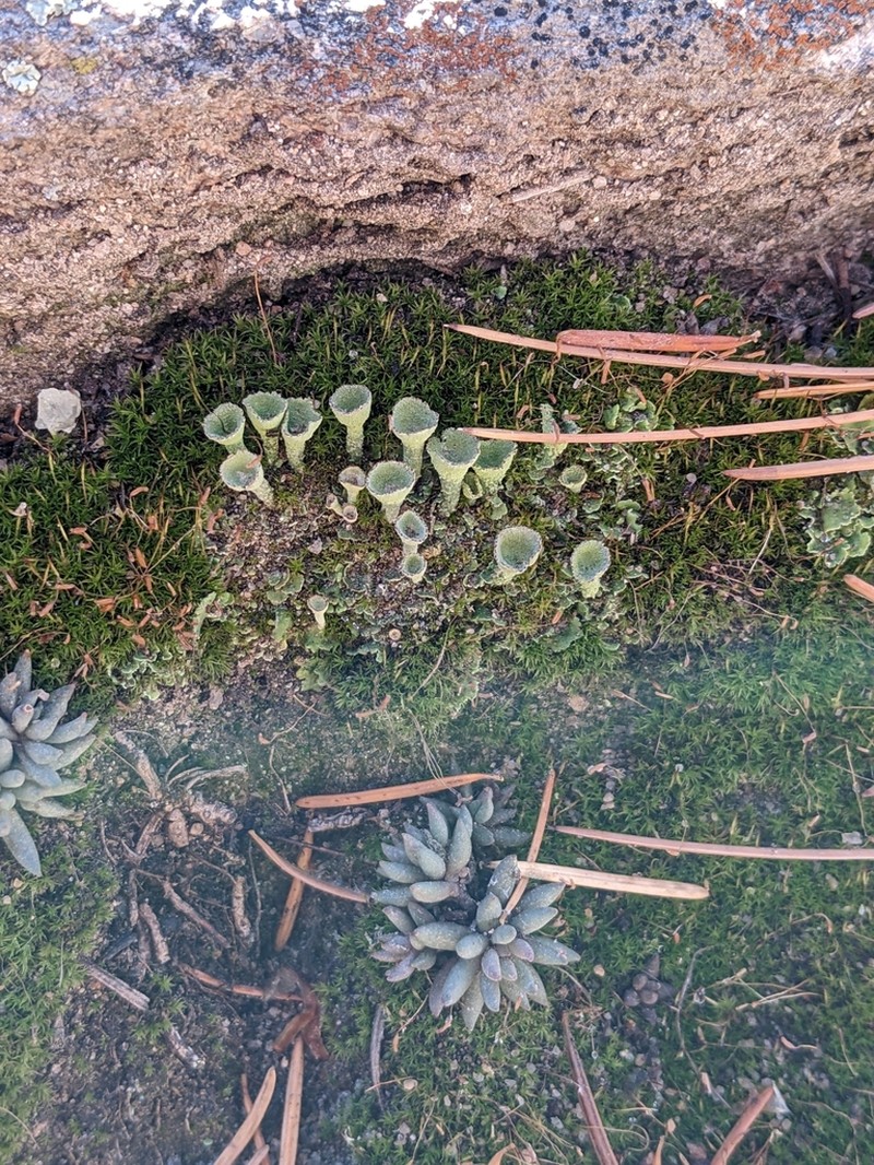 Cup Lichen photo 3