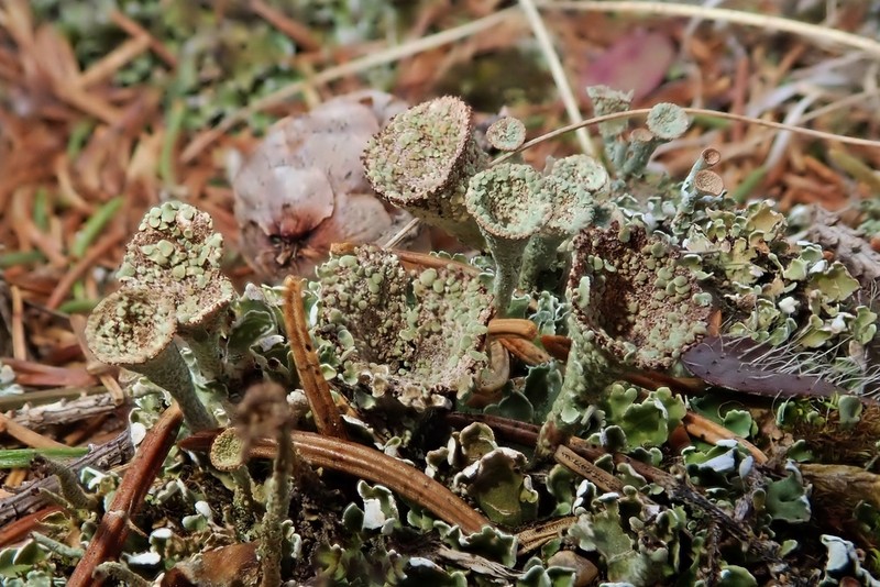 Cup Lichen photo 4
