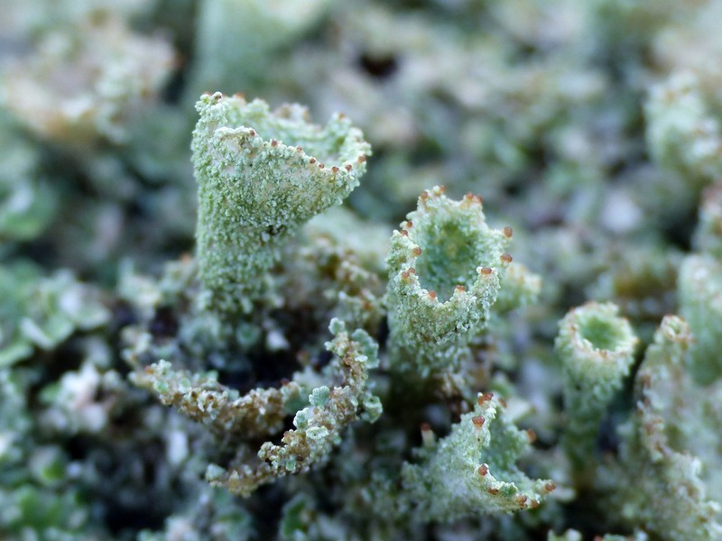 Cup Lichen photo 5