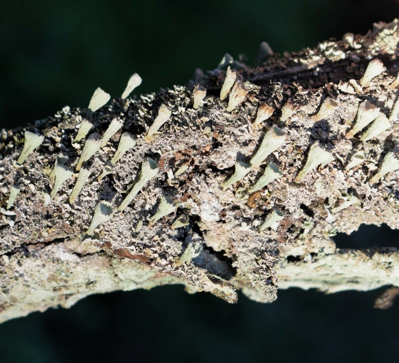 Cup Lichen photo 6