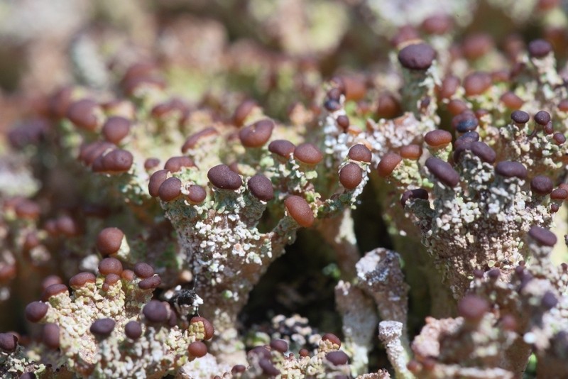 Cup Lichen photo 7