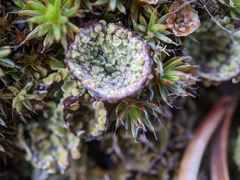 Cup Lichen photo 8