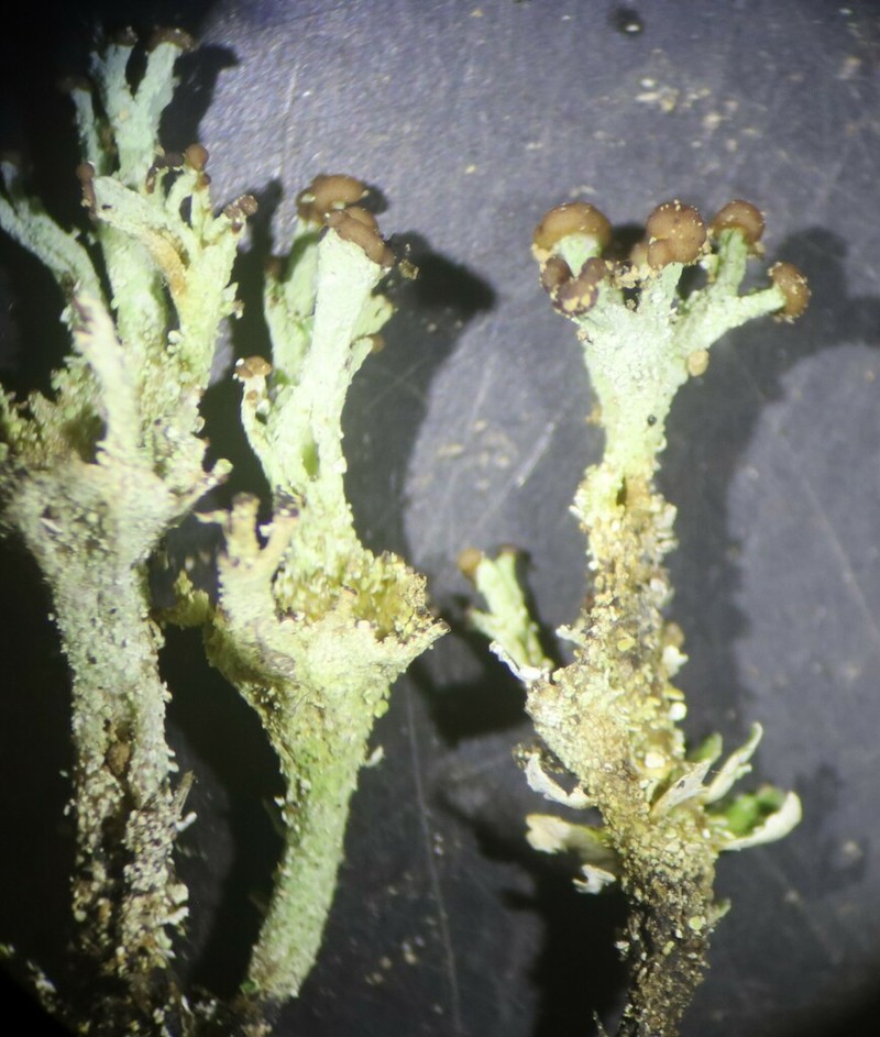 Cup Lichen