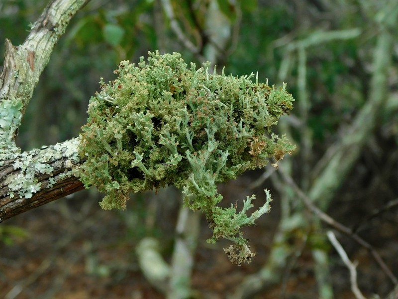 Cup Lichen photo 2
