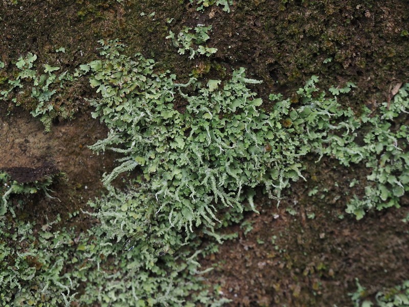 Cup Lichen photo 3
