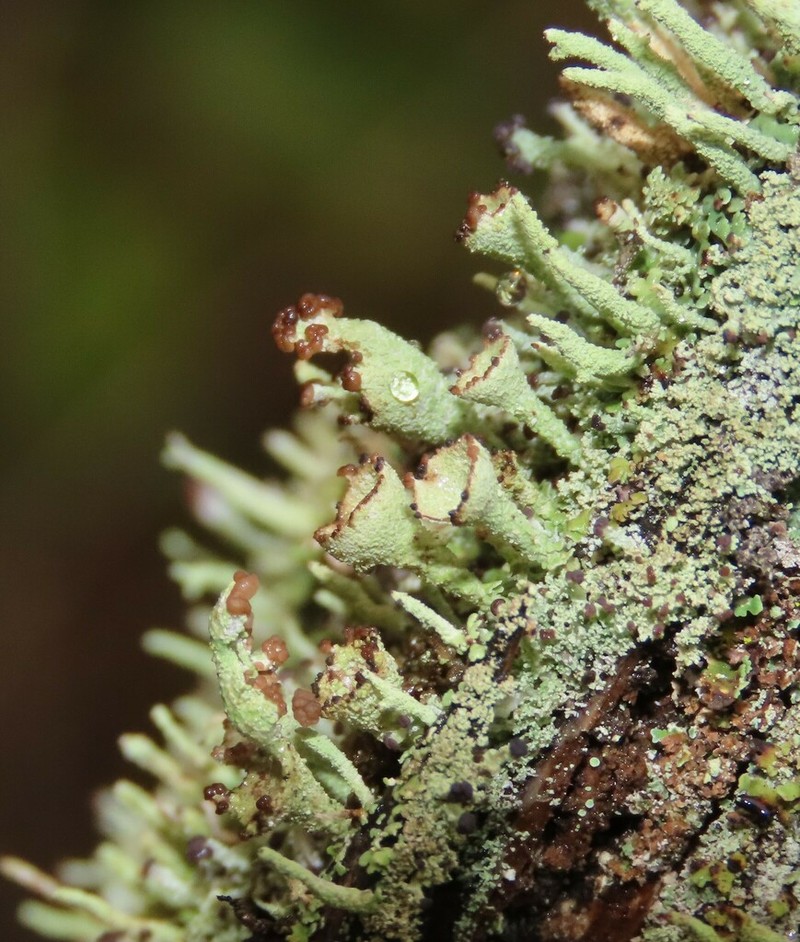 Cup Lichen photo 4