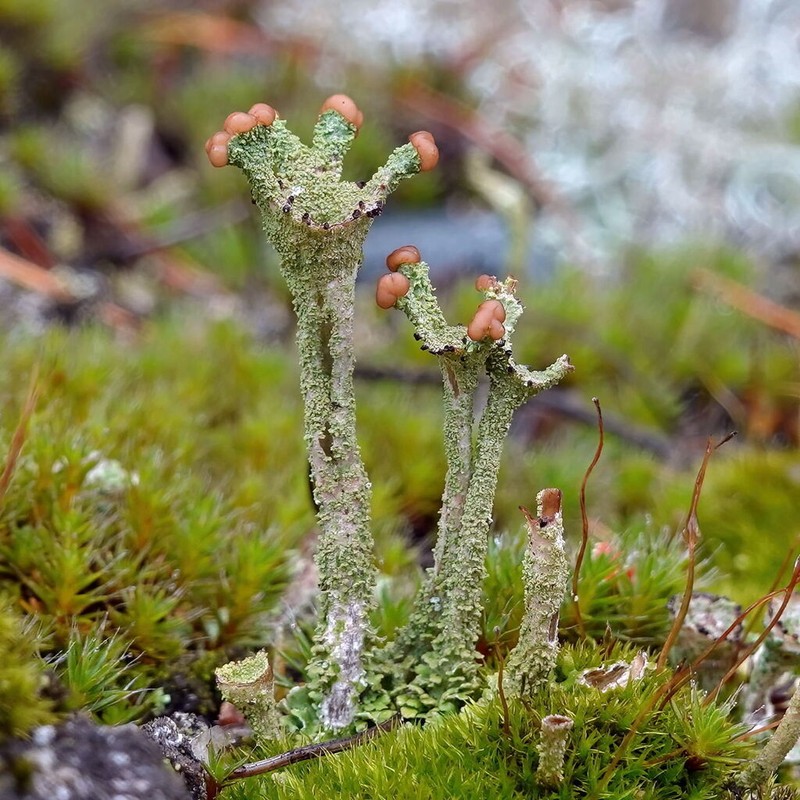 Cup Lichen photo 5