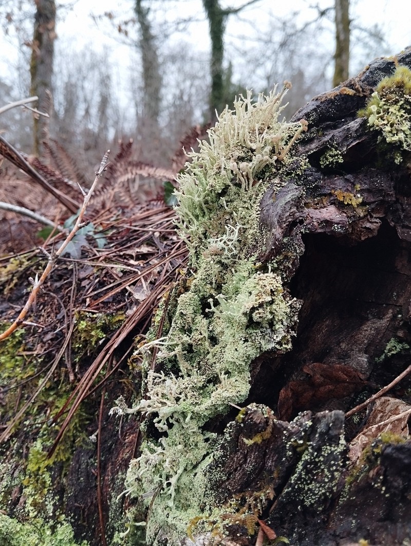 Cup Lichen photo 6