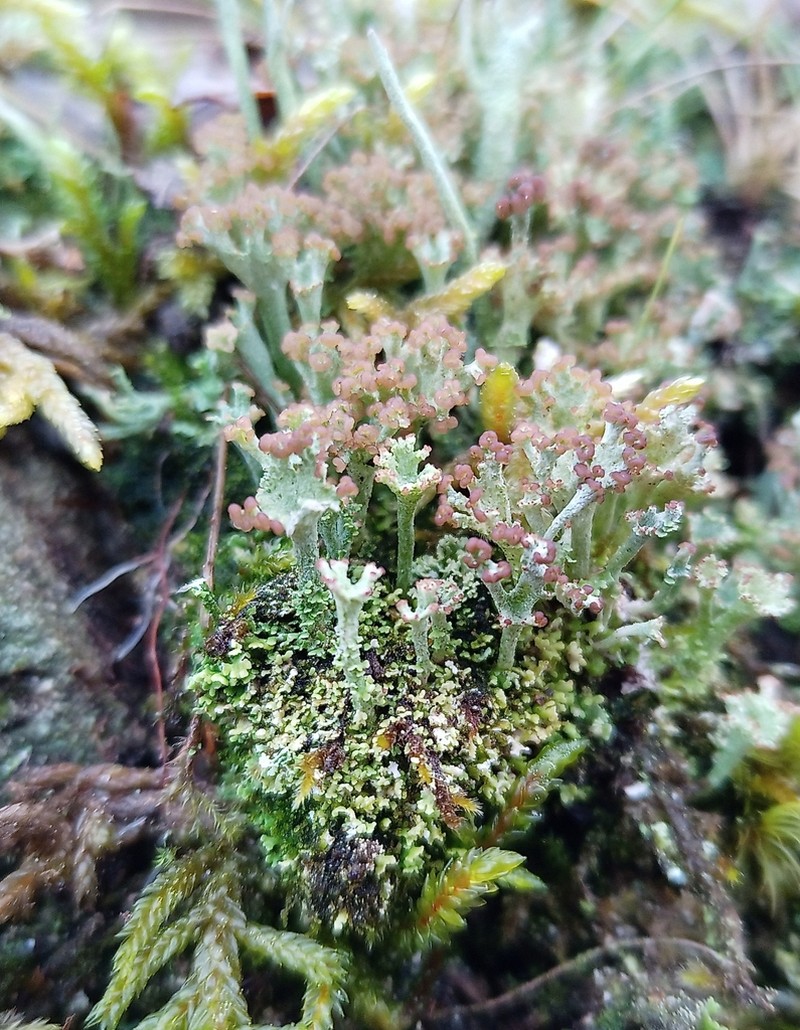 Cup Lichen photo 7