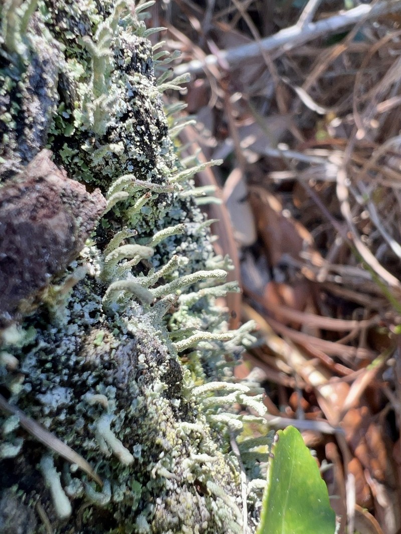Cup Lichen photo 8
