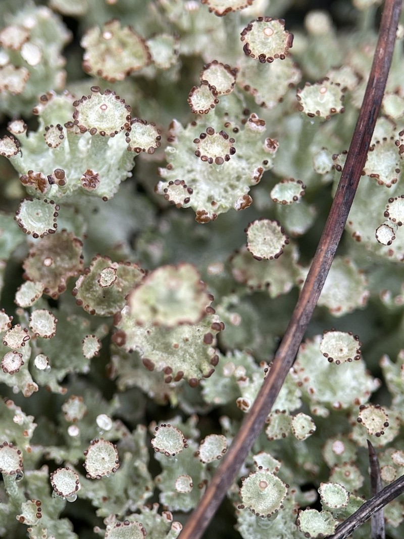 Rapp's Cup Lichen