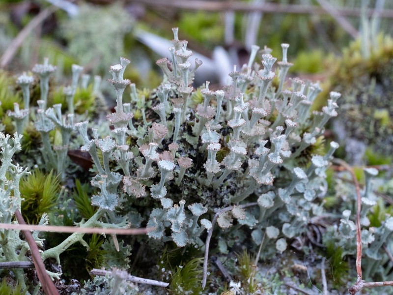 Rapp's Cup Lichen photo 2