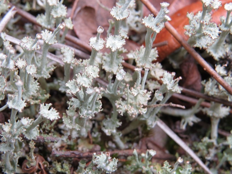 Rapp's Cup Lichen photo 3