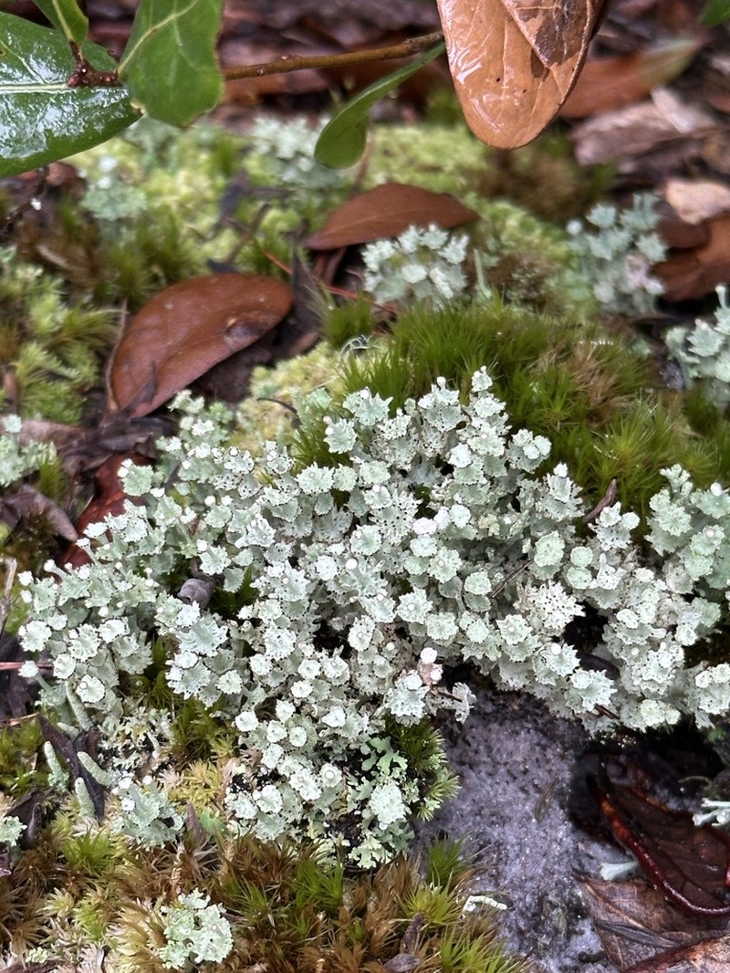 Rapp's Cup Lichen photo 4
