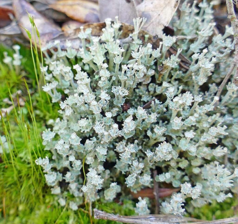 Rapp's Cup Lichen photo 5