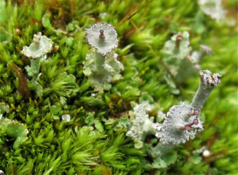 Rapp's Cup Lichen photo 6