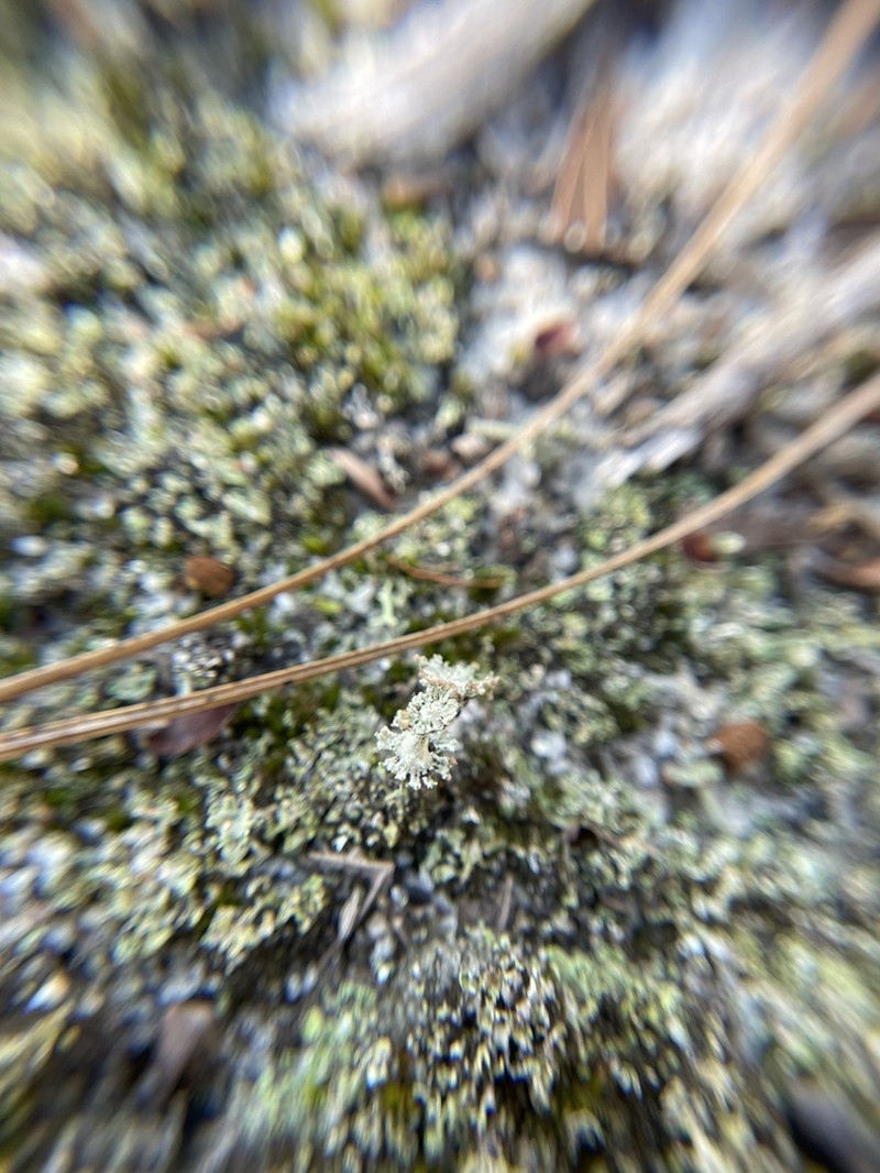 Rapp's Cup Lichen photo 7