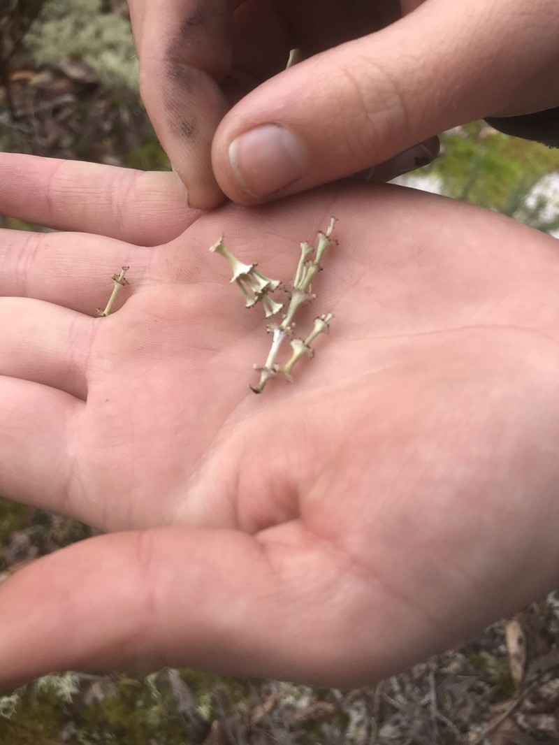 Rapp's Cup Lichen photo 8