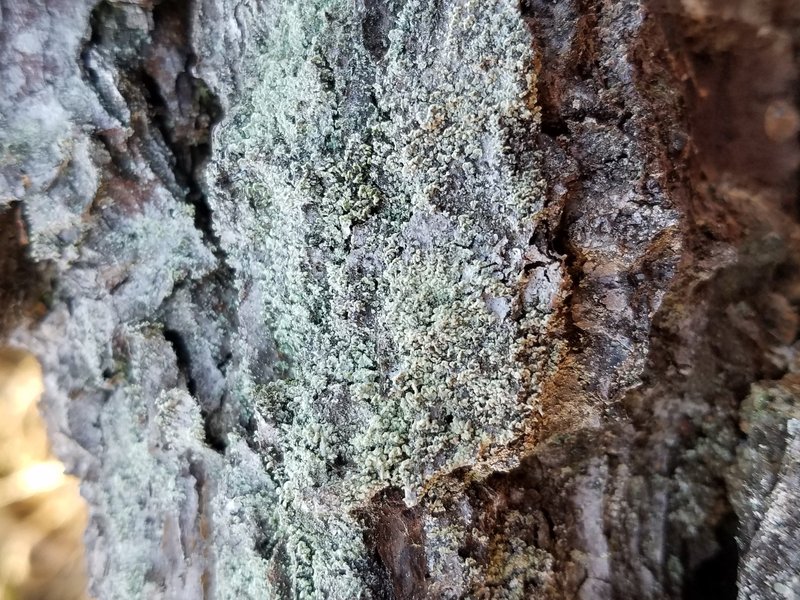 Ravenel's Cup Lichen