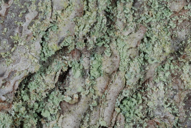 Ravenel's Cup Lichen