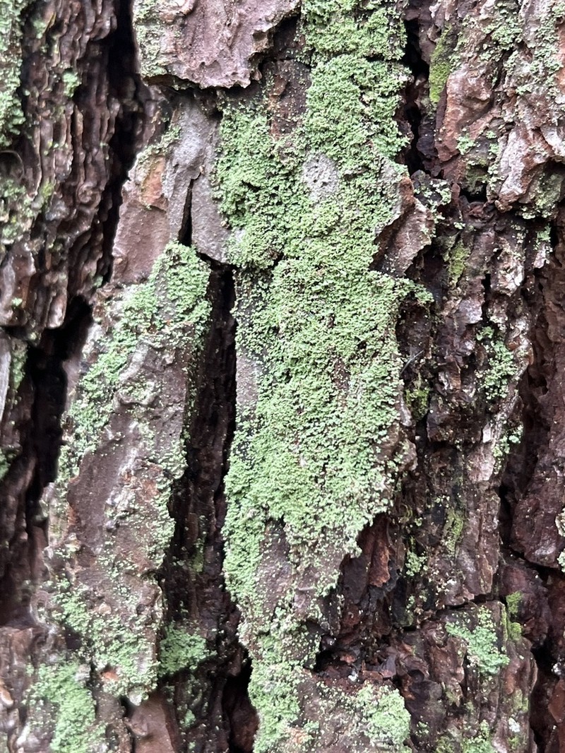 Ravenel's Cup Lichen photo 2