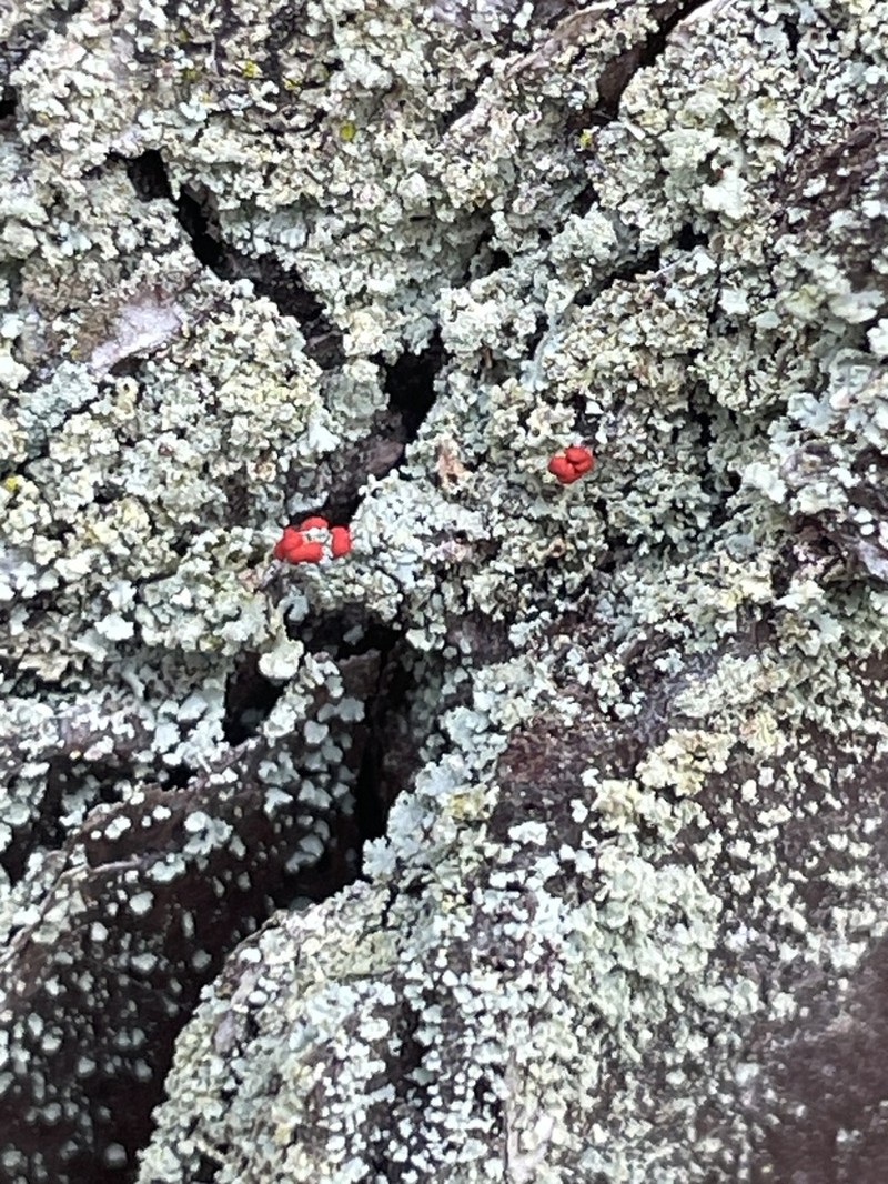 Ravenel's Cup Lichen photo 3