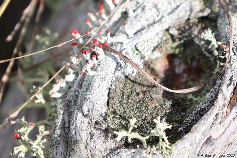 Ravenel's Cup Lichen photo 4