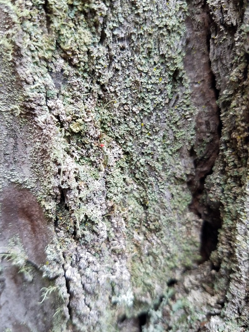 Ravenel's Cup Lichen photo 5