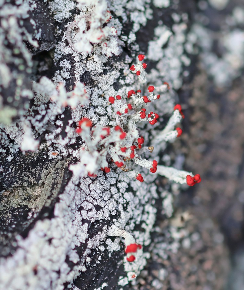 Ravenel's Cup Lichen photo 6