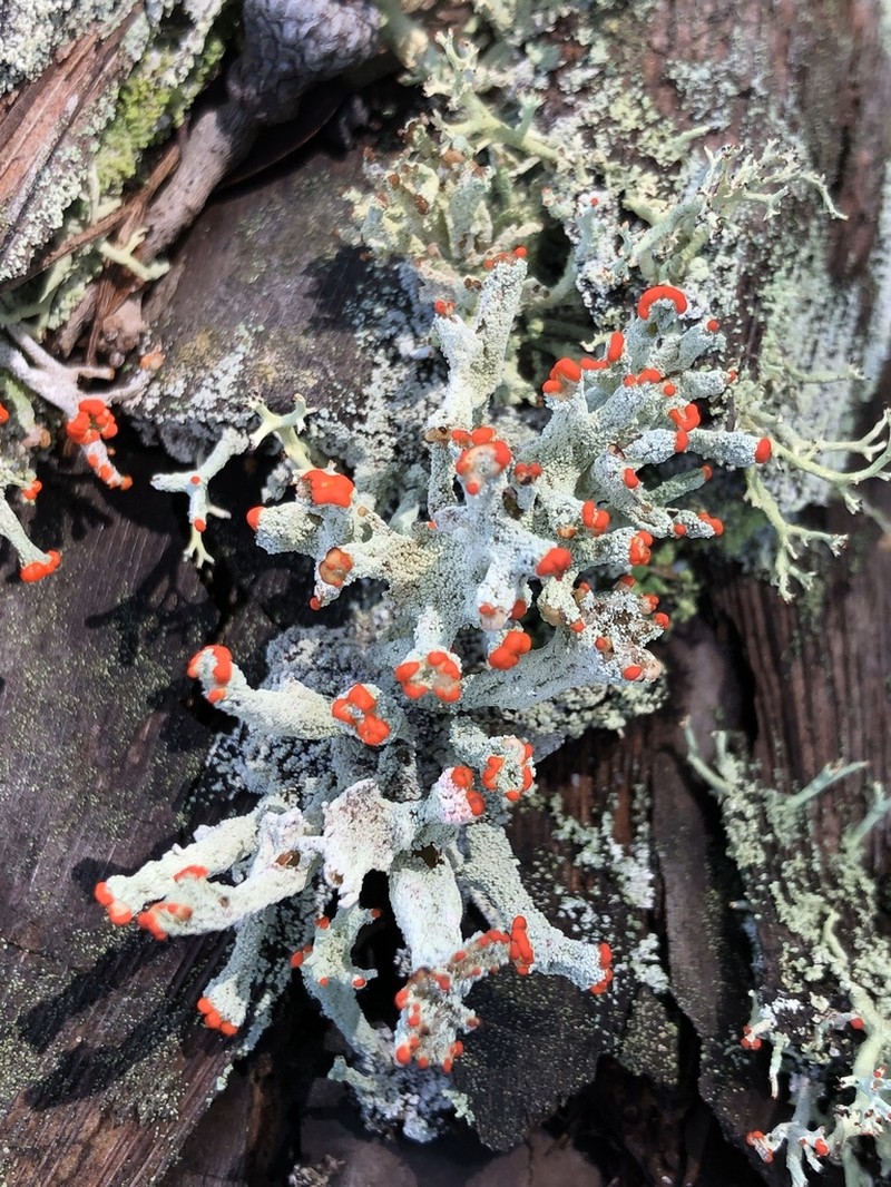 Ravenel's Cup Lichen photo 7
