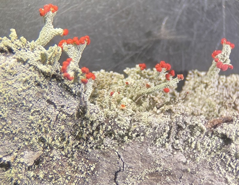 Ravenel's Cup Lichen photo 8