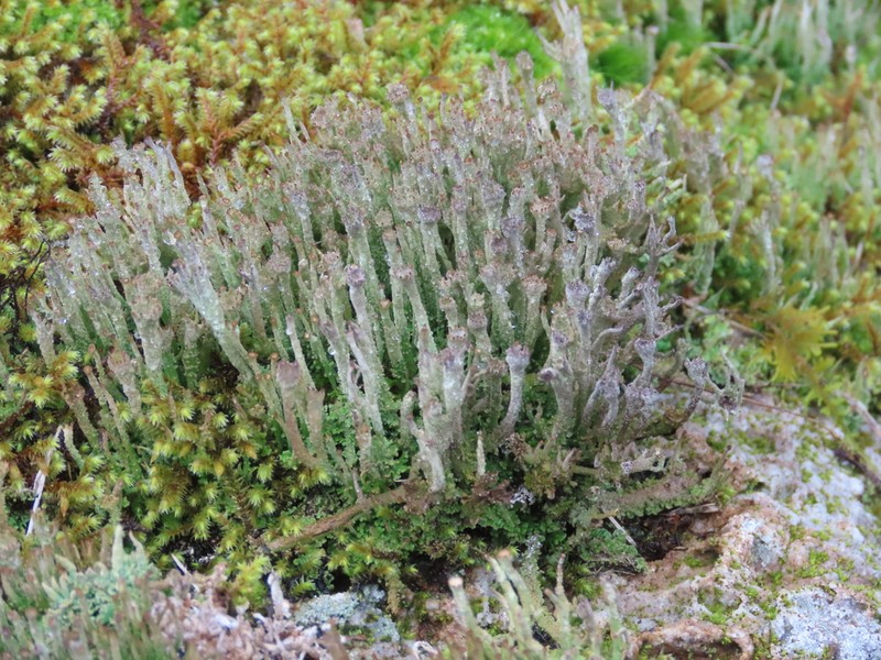 Cup Lichen