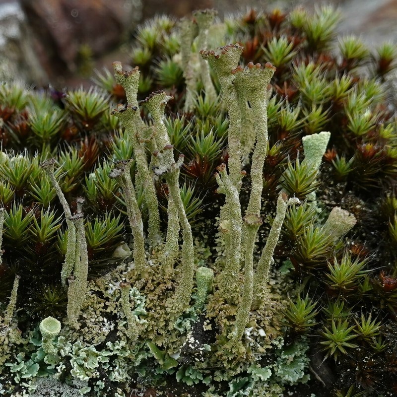 Cup Lichen photo 2