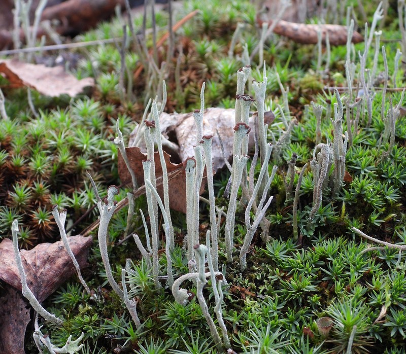 Cup Lichen photo 3