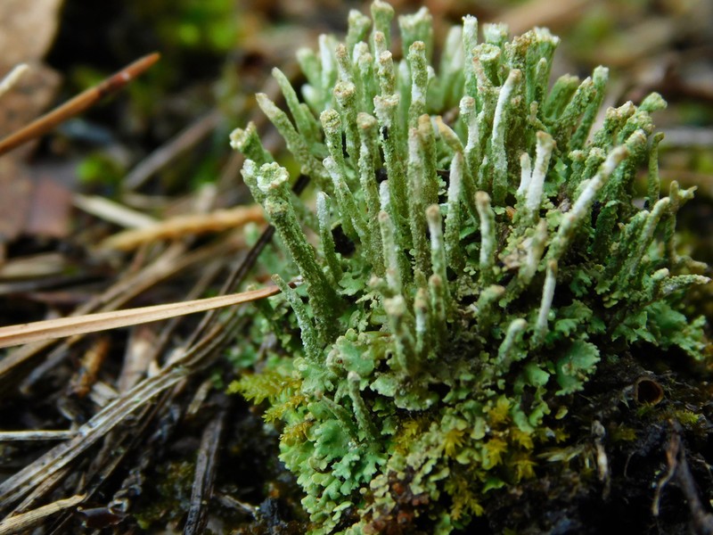 Cup Lichen photo 4