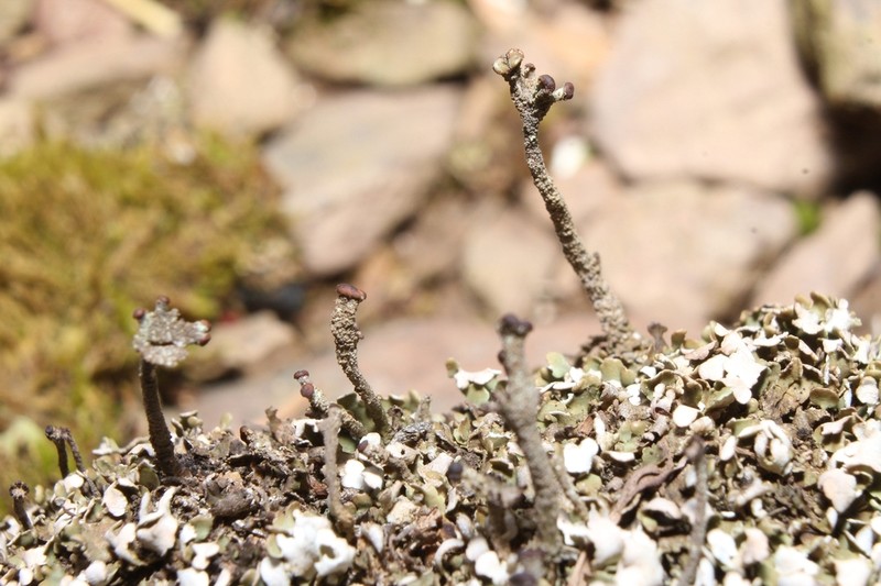 Cup Lichen photo 5