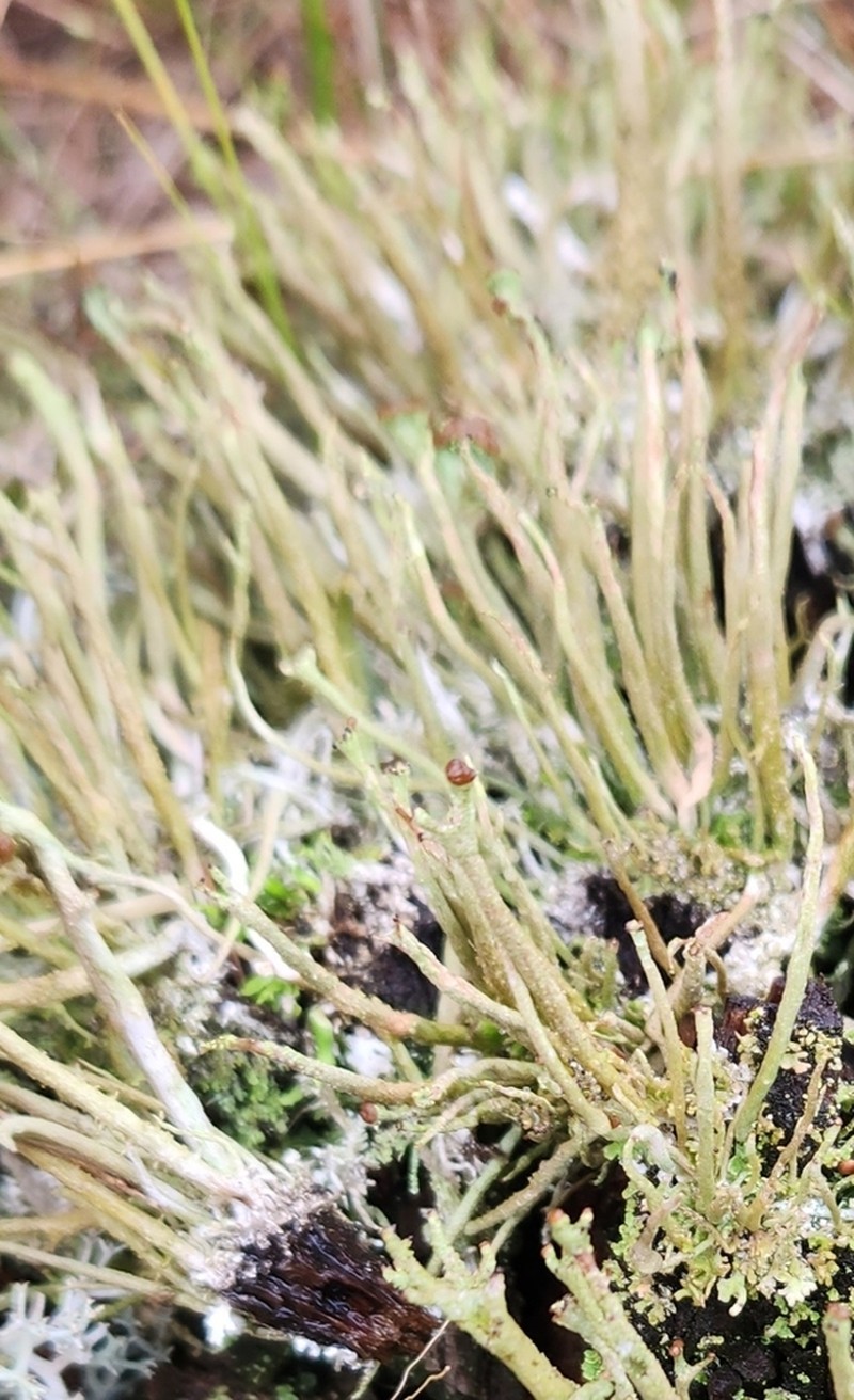 Cup Lichen photo 6