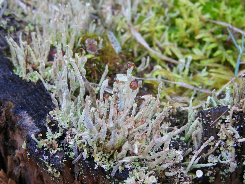 Cup Lichen photo 7