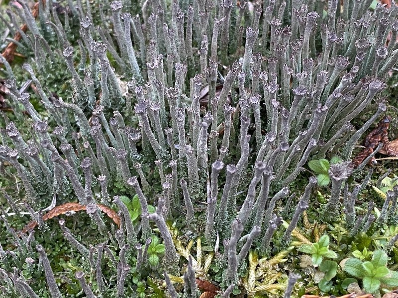 Cup Lichen photo 8