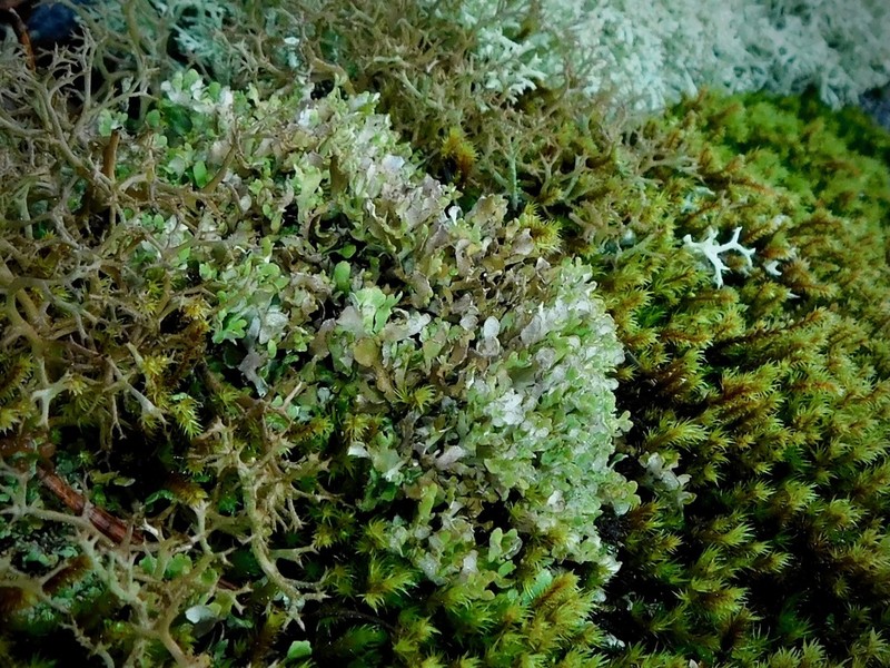 Robbins' Cup Lichen